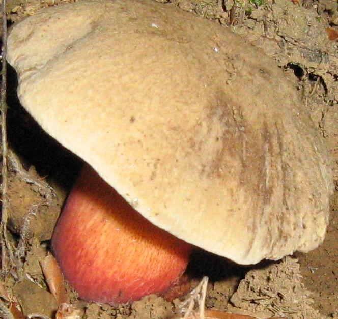 Escursione a Limestre e funghi da identificare